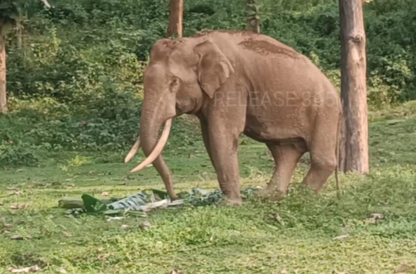  Kharibari: লোকালয়ে দিব্যি ঘুরছে গজরাজ!